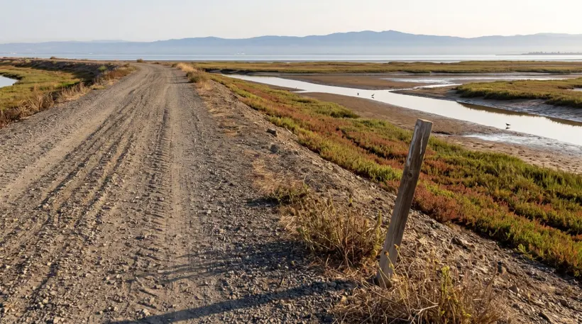 Palo Alto Living Levee: What It Means for Flood Zones